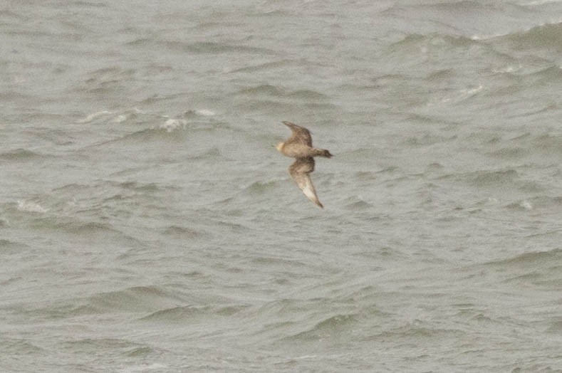 Parasitic Jaeger - ML649980637