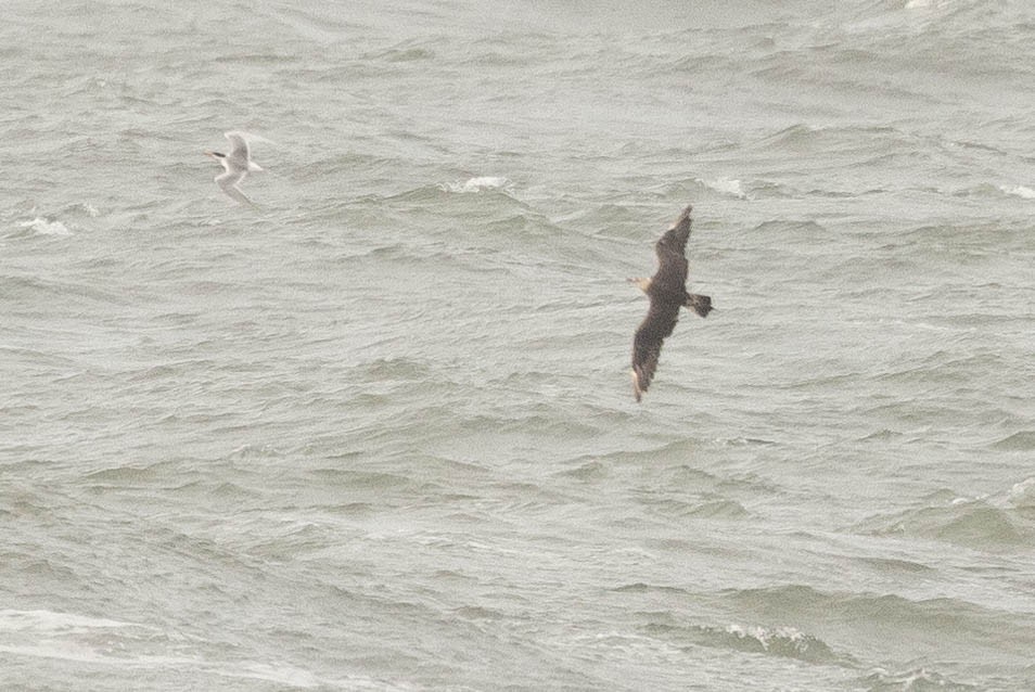 Parasitic Jaeger - ML649980639