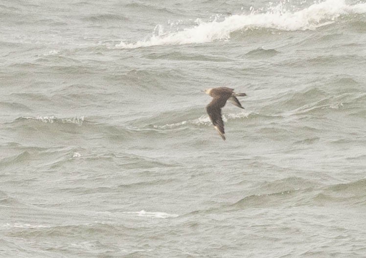 Parasitic Jaeger - ML649980640