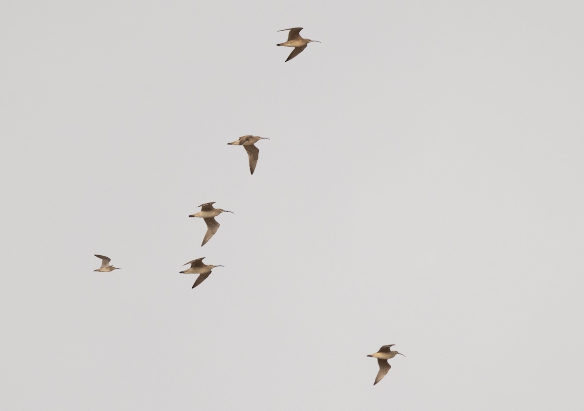 Hudsonian Whimbrel - ML649980649