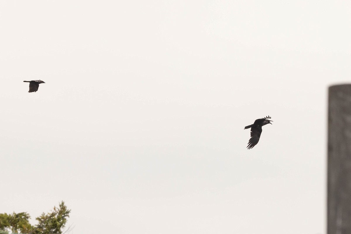 Common Raven - ML649980820
