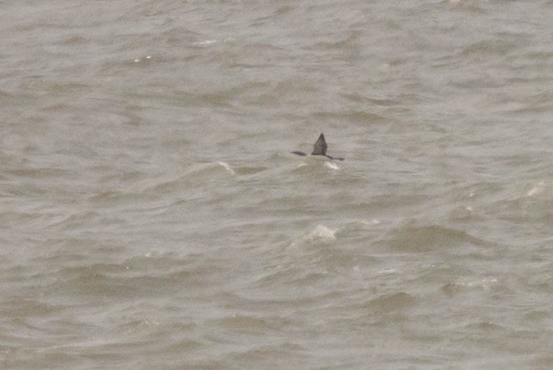 Pacific Loon - ML649980870