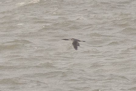 Pacific Loon - ML649980888