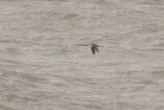 Pacific Loon - ML649980900