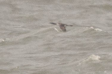 Pacific Loon - ML649980905