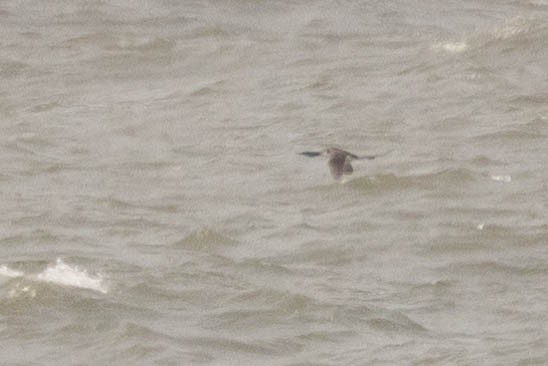 Pacific Loon - ML649980909