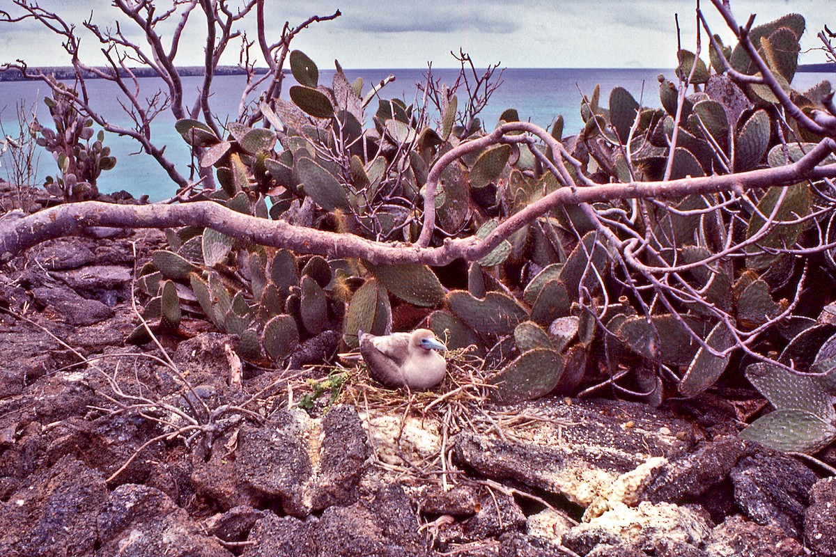 Сула червононога - ML649981202