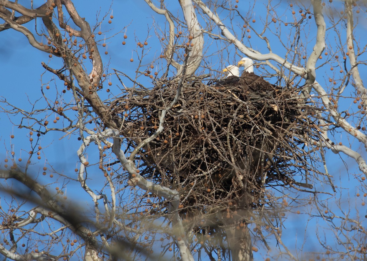 hvithodehavørn - ML649981420