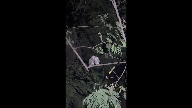 Spotted Owlet - ML649981458