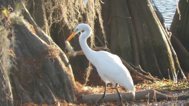 Airone bianco maggiore - ML649981494