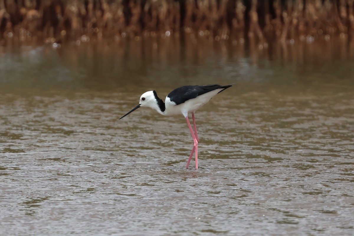 Zankaluze pintoa - ML649981508