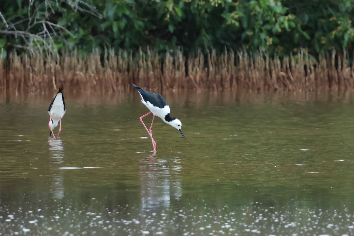 Zankaluze pintoa - ML649981509