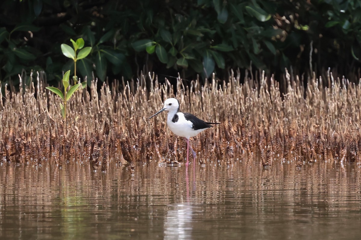 Zankaluze pintoa - ML649981510