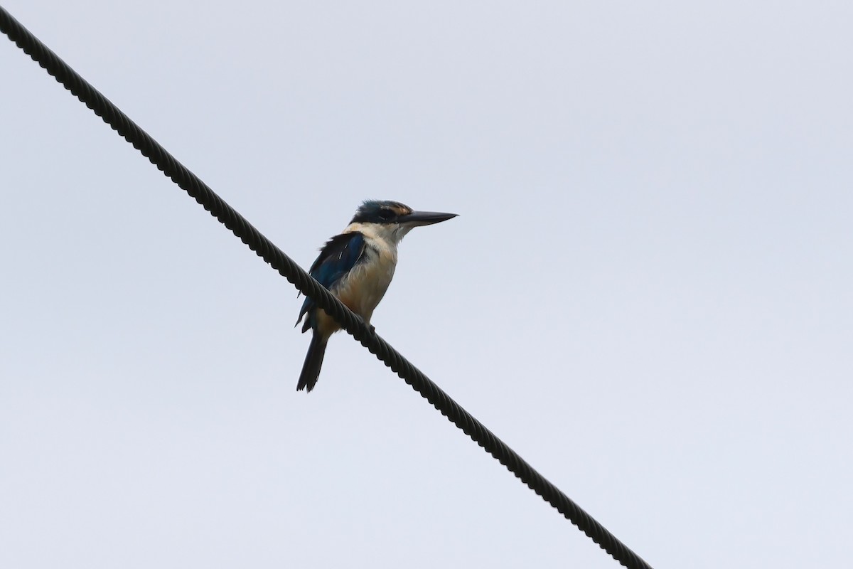Sacred Kingfisher - ML649981609