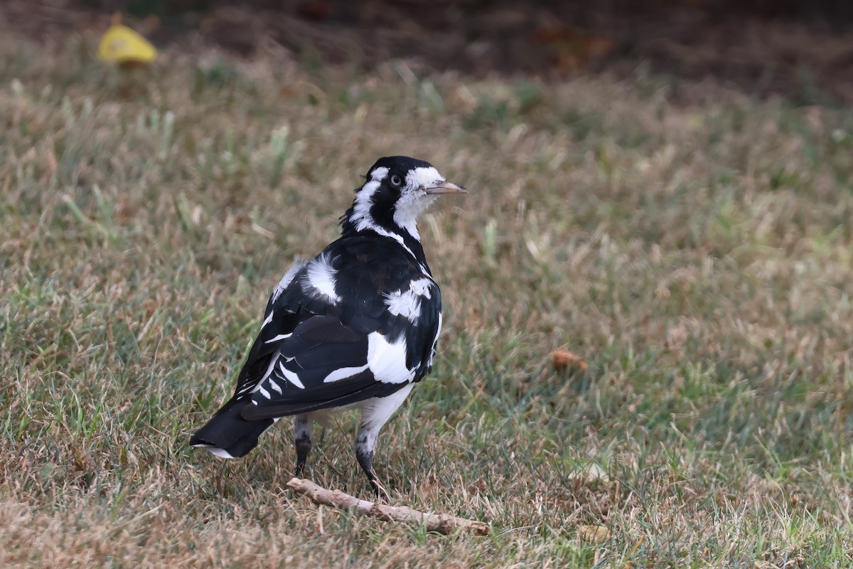 Magpie-lark - ML649981657