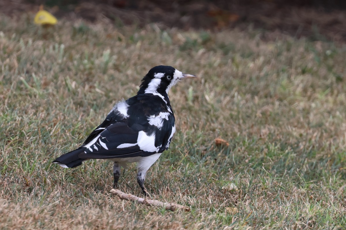 Magpie-lark - ML649981658