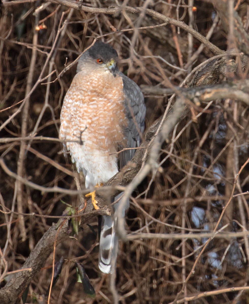 trostehauk - ML649981761