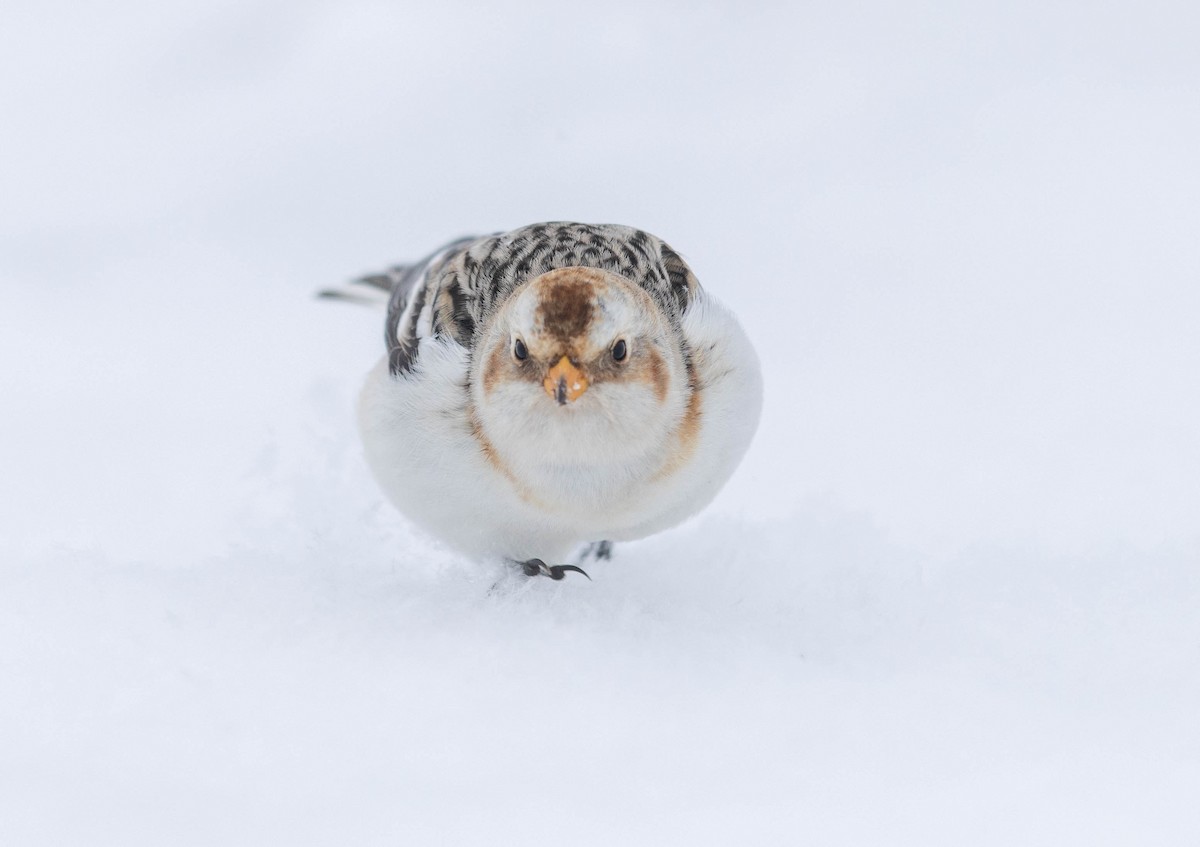 Alaca Çinte - ML649981786