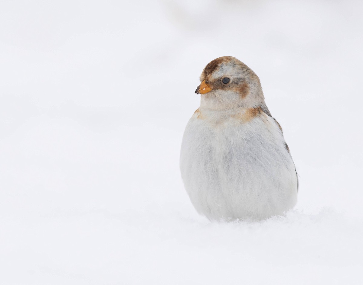 Alaca Çinte - ML649981789