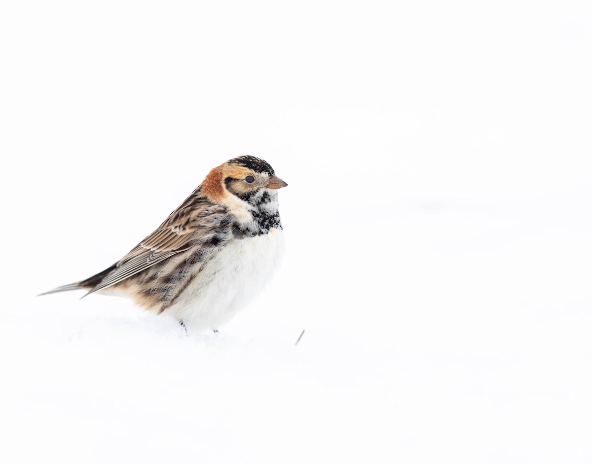 Mahmuzlu Çinte - ML649981868