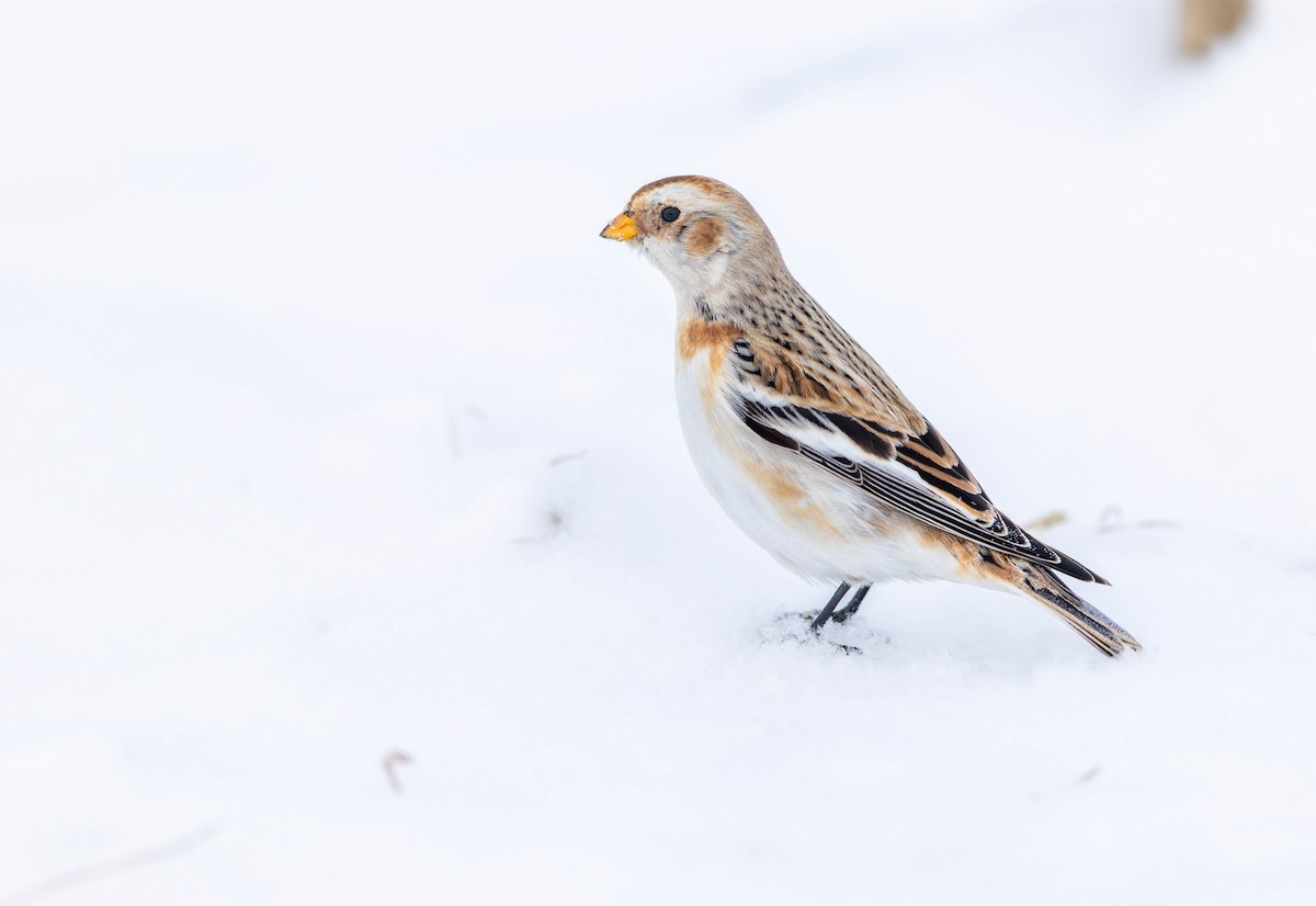 Alaca Çinte - ML649981873