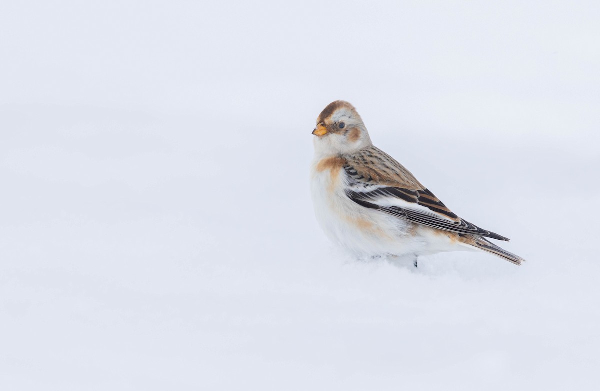 Alaca Çinte - ML649981891