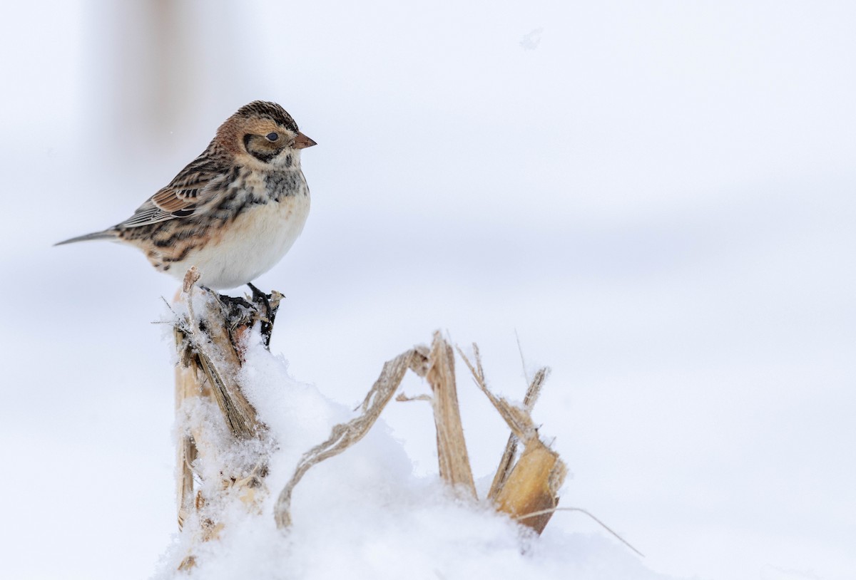 Mahmuzlu Çinte - ML649981916