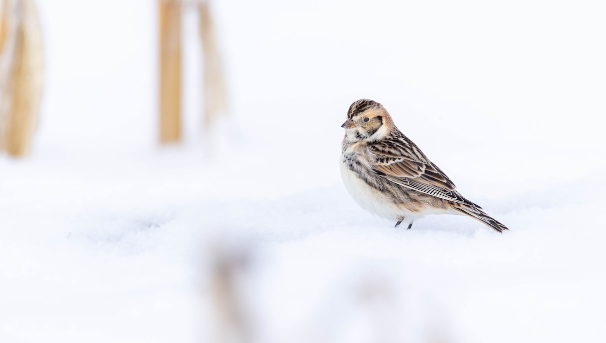 Mahmuzlu Çinte - ML649981921