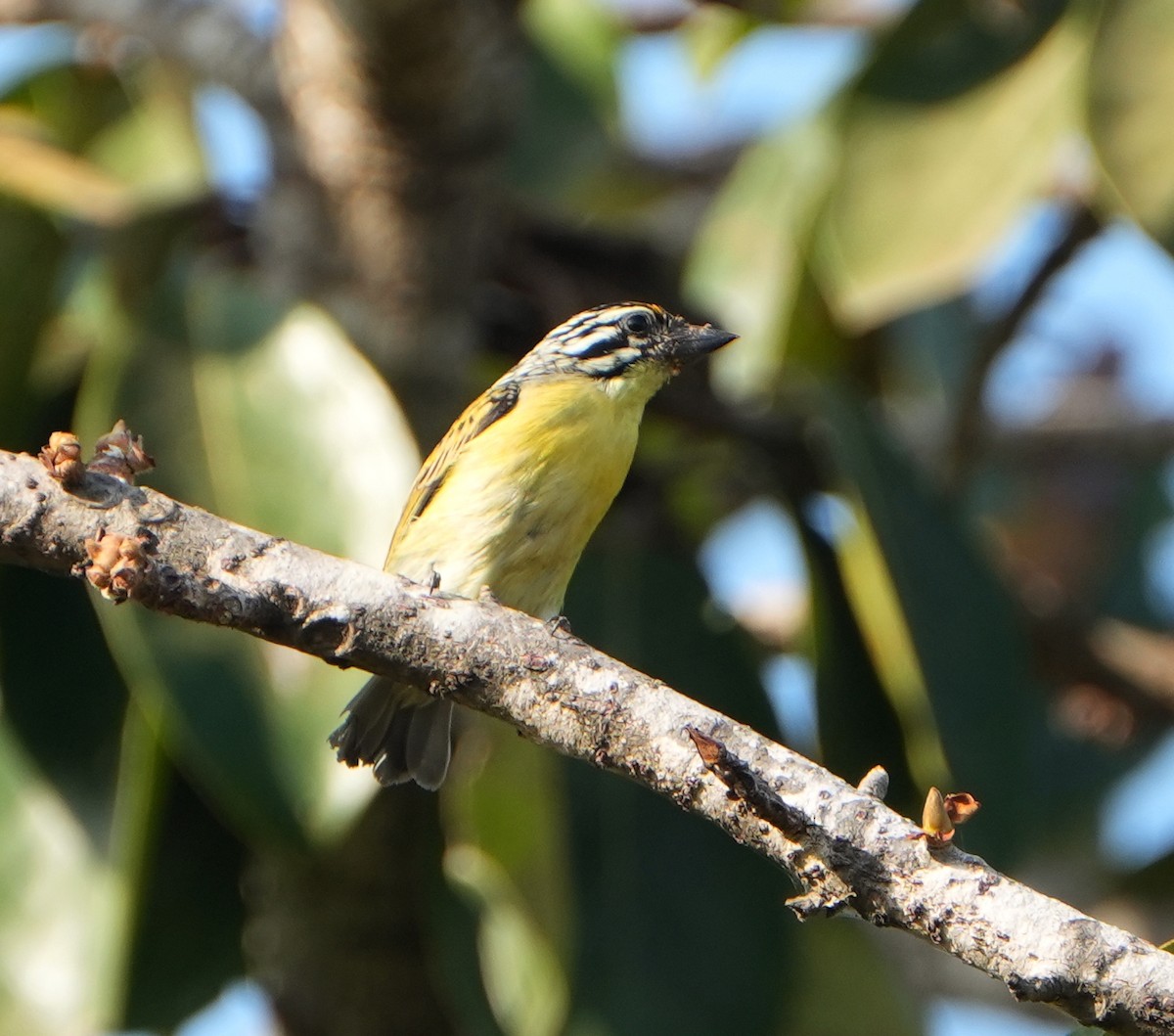 Yellow-fronted Tinkerbird - ML649981928