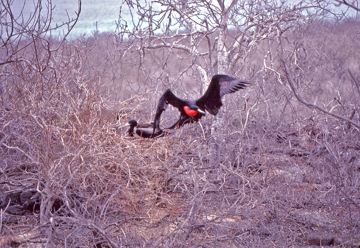 Фрегат карибський - ML649981947