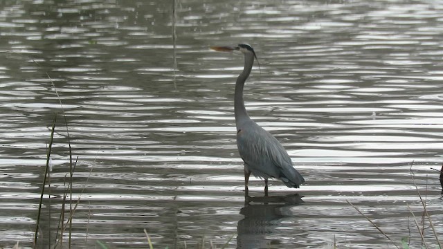 Great Blue Heron - ML649982120