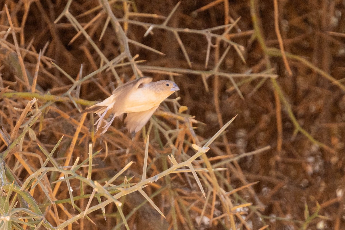 Серебряноклювая амадина - ML649982367