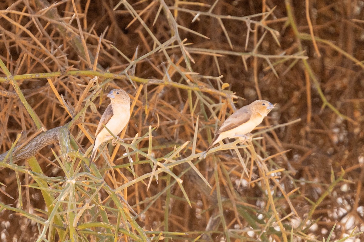 Afrikasilberschnabel - ML649982368