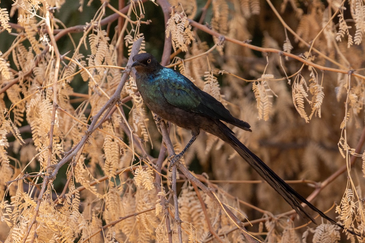 Langschwanz-Glanzstar - ML649982410