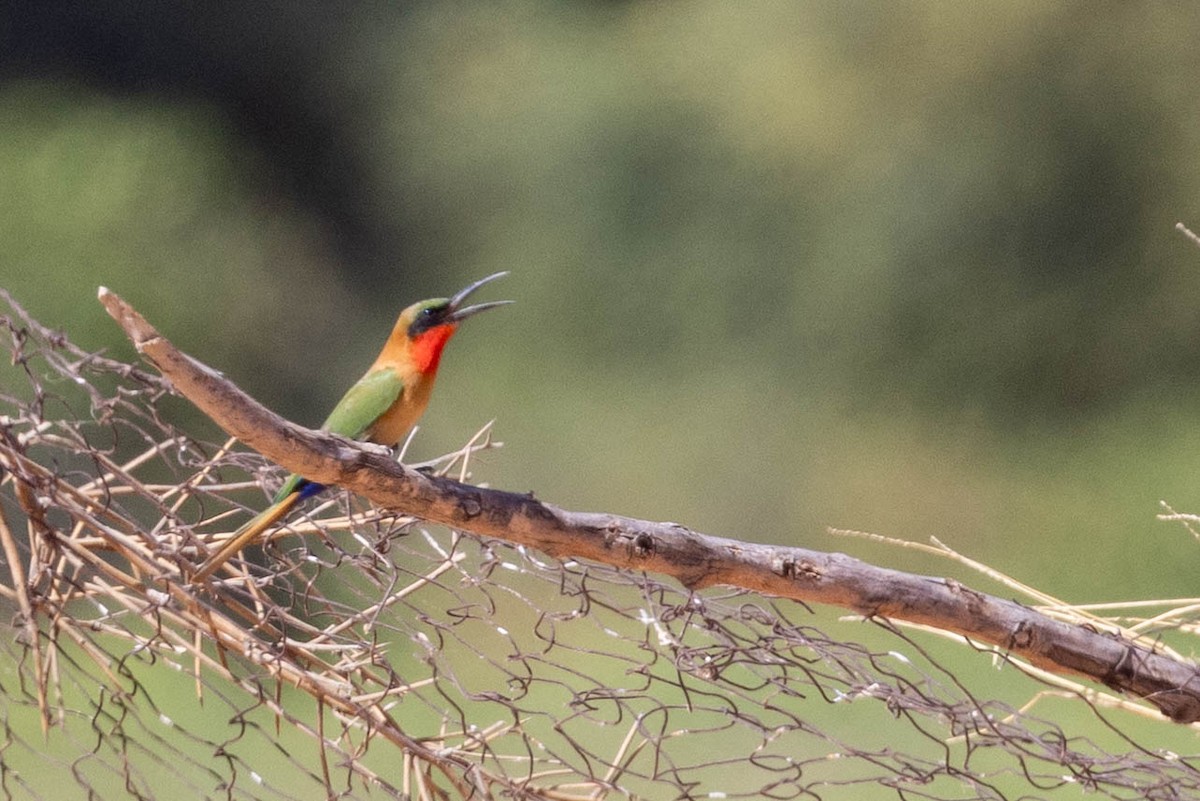 Rotkehlspint - ML649982431