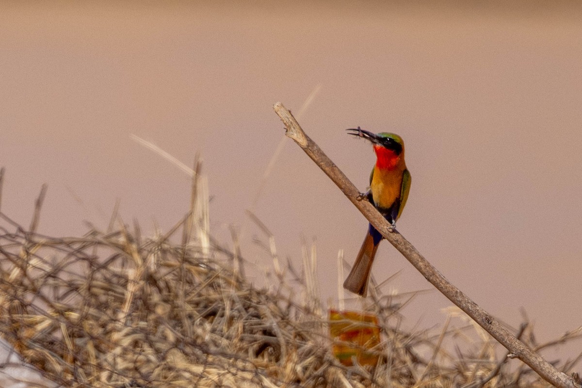 Rotkehlspint - ML649982432