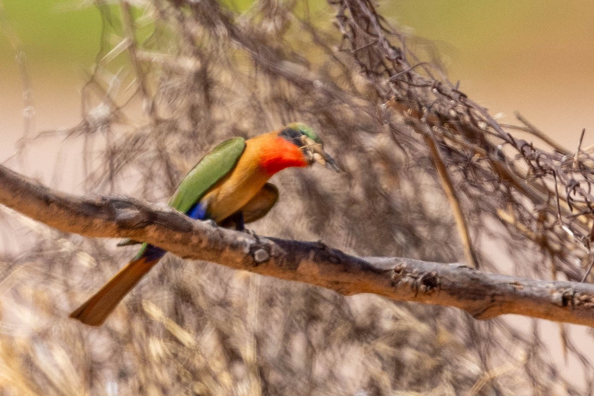 Rotkehlspint - ML649982433