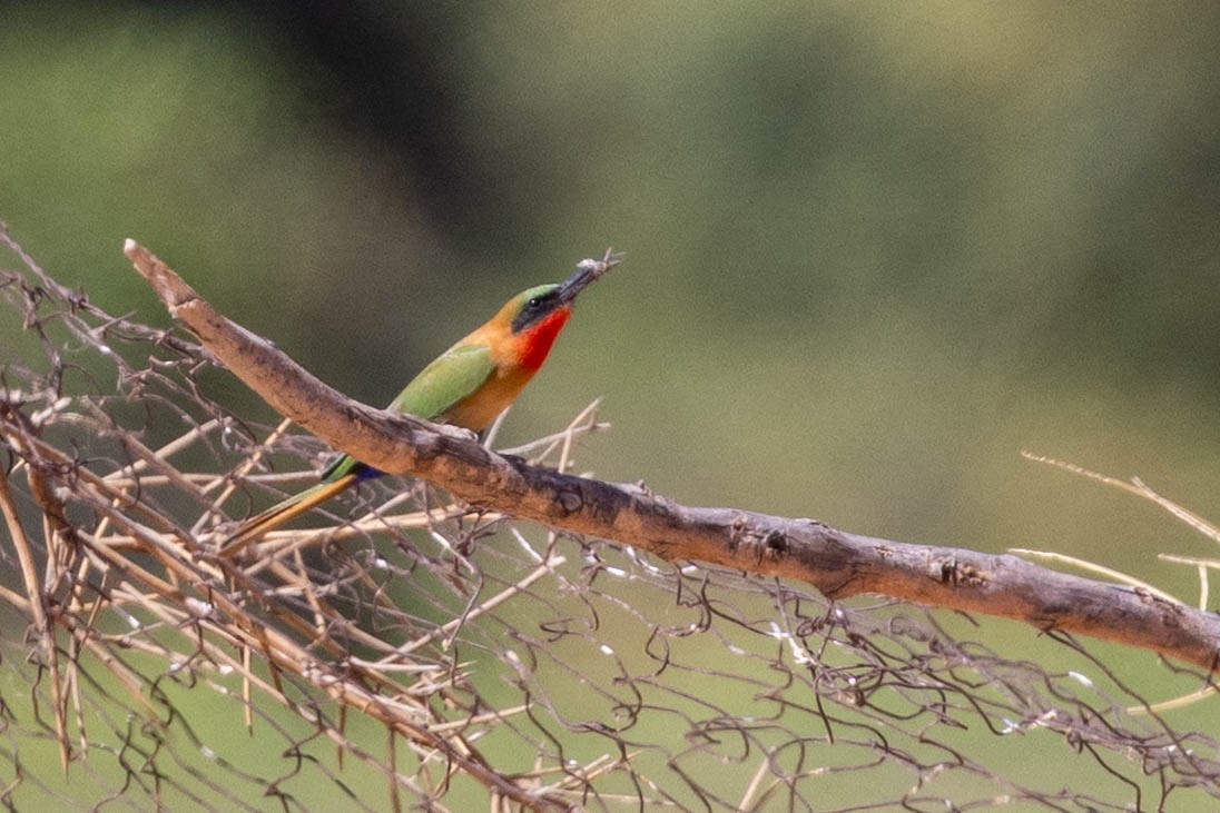 Красногорлая щурка - ML649982434