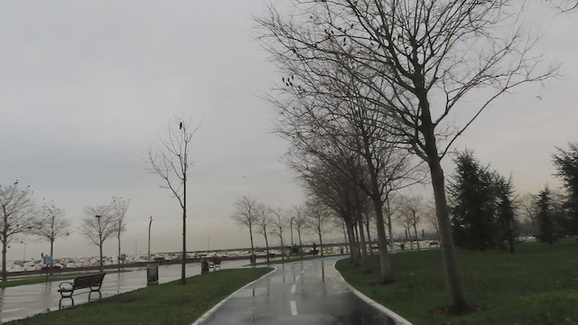 European Starling - ML649982995