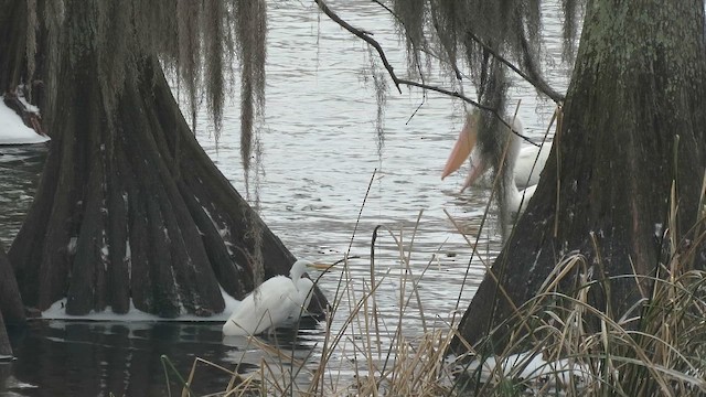 Airone bianco maggiore - ML649983042