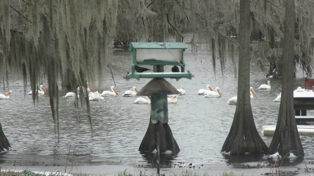 American White Pelican - ML649983237