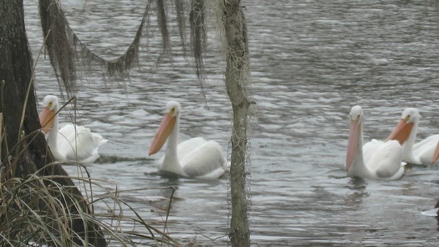 American White Pelican - ML649983391