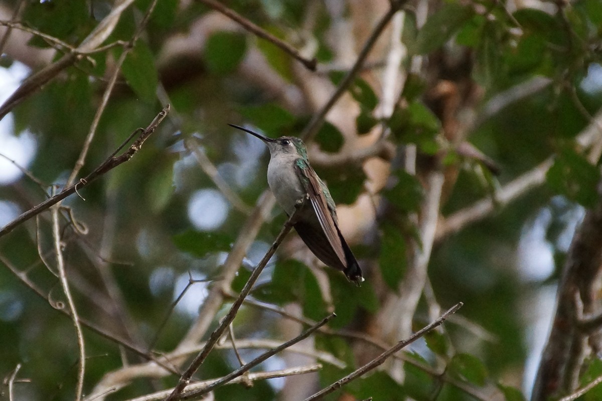 Wedge-tailed Sabrewing (Wedge-tailed) - ML649984271