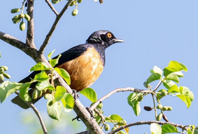 Hildebrandt's Starling - ML649984481