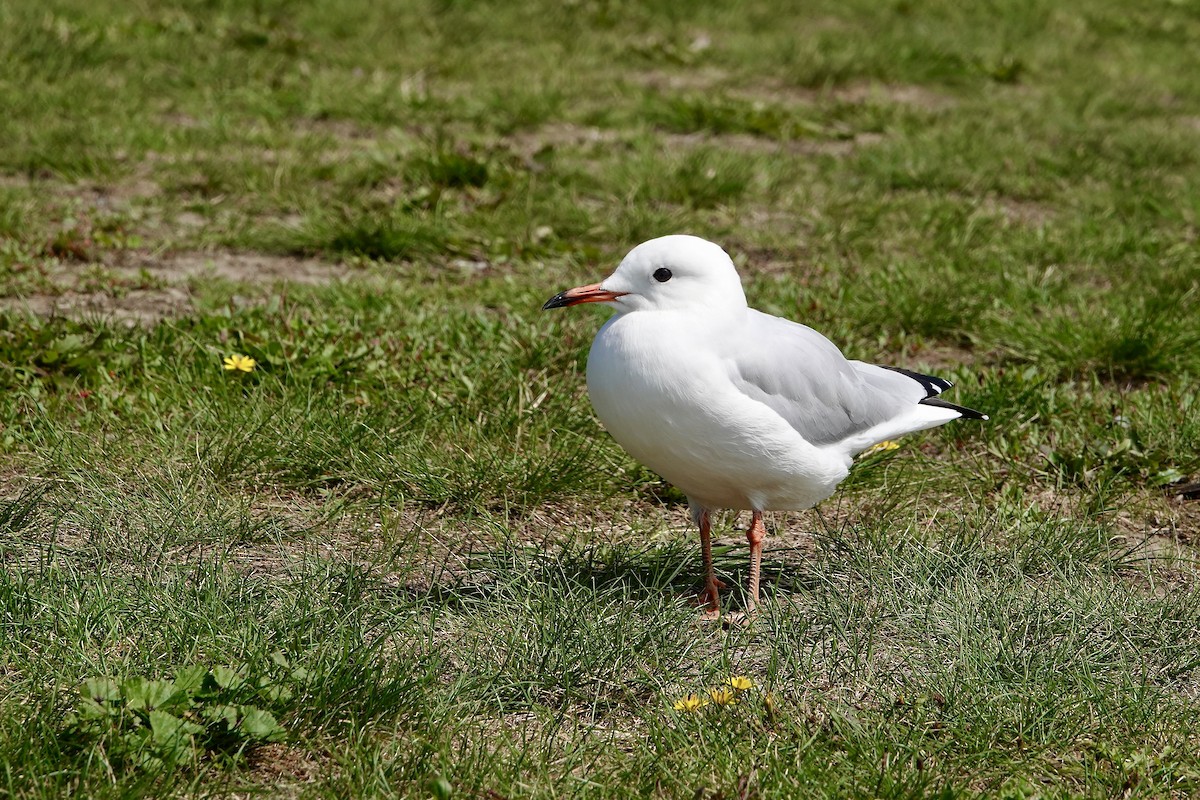 Mouette argentée - ML649985503