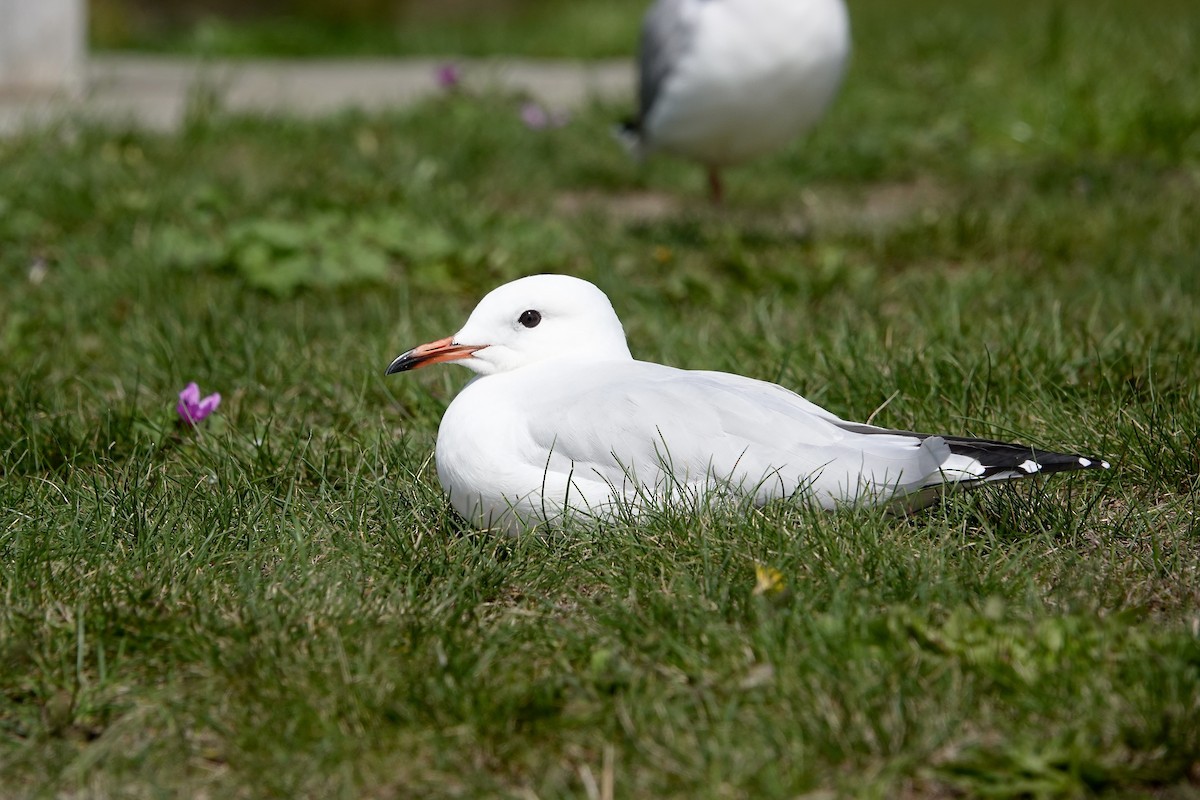 Mouette argentée - ML649985510