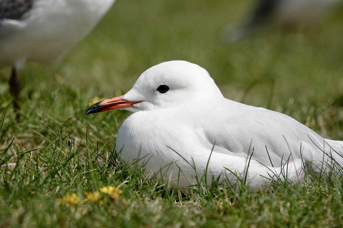 Mouette argentée - ML649985518