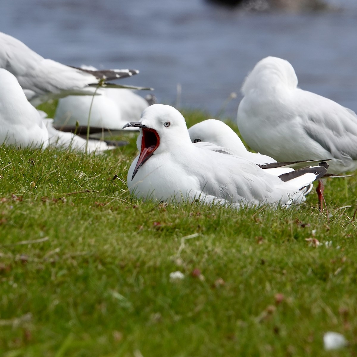 Mouette argentée - ML649985526