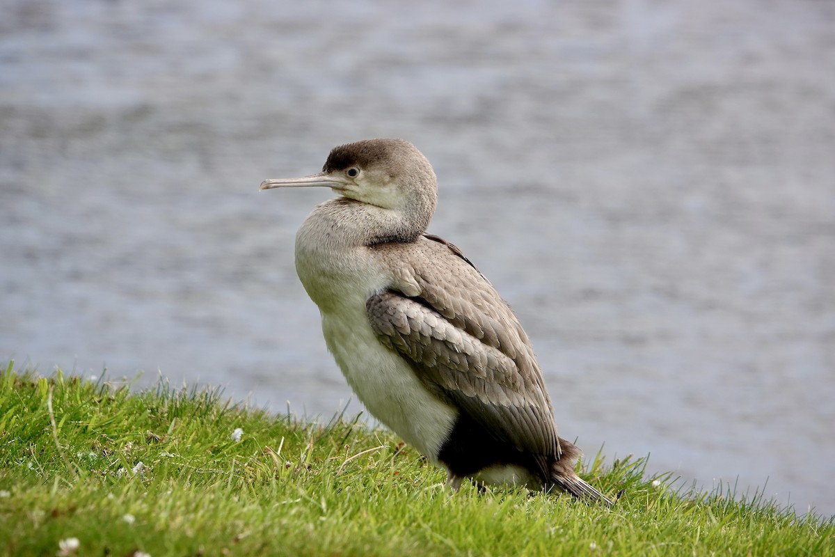 Cormoran moucheté - ML649985531