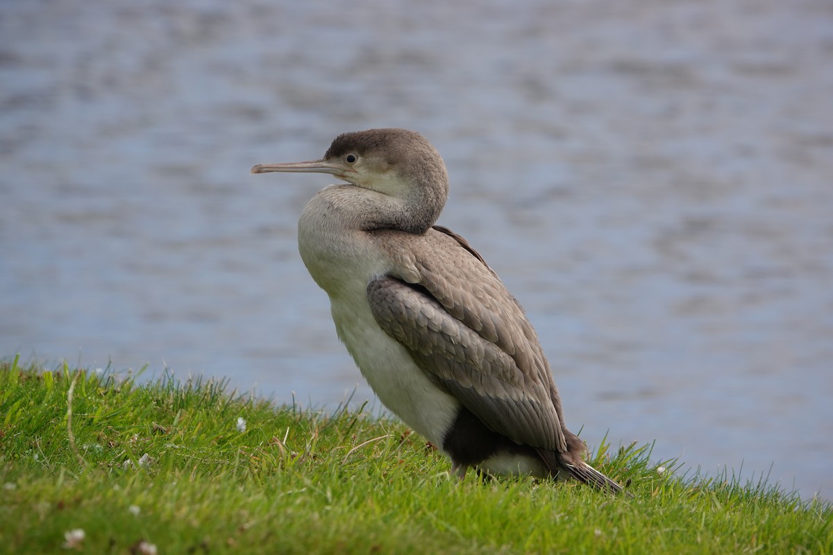 Cormoran moucheté - ML649985540